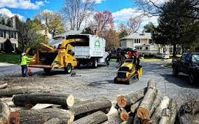 Best Tree Preservation Services  in Phoenix, AZ