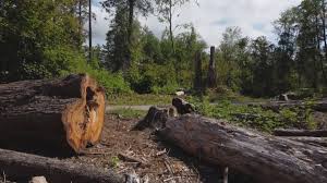 Best Tree and Shrub Care  in Phoenix, AZ