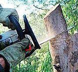Best Firewood Processing and Delivery  in Phoenix, AZ