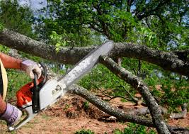 Best Utility Line Clearance  in Phoenix, AZ