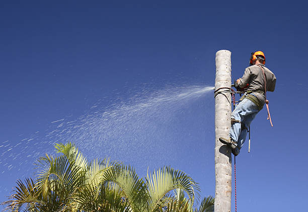 Best Palm Tree Trimming  in Phoenix, AZ