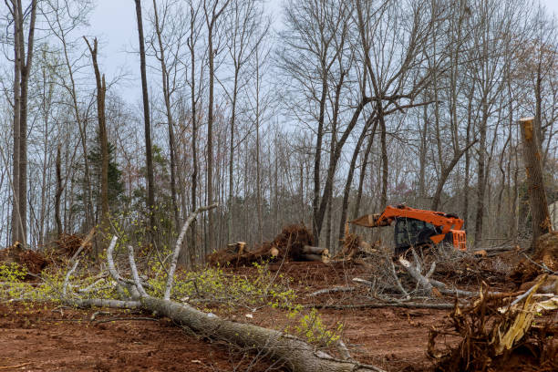 Best Hazardous Tree Removal  in Phoenix, AZ