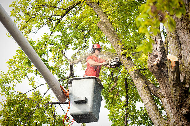Best Tree Risk Assessment  in Phoenix, AZ
