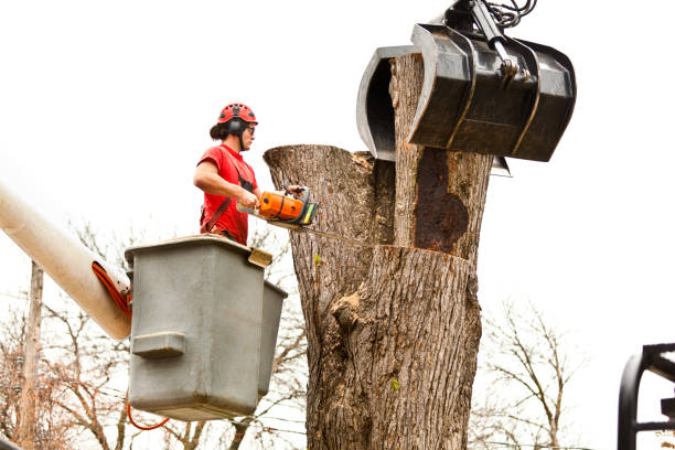 Best Tree Cabling and Bracing  in Phoenix, AZ